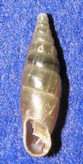 Cochlodina (Cochlodina) laminata laminata